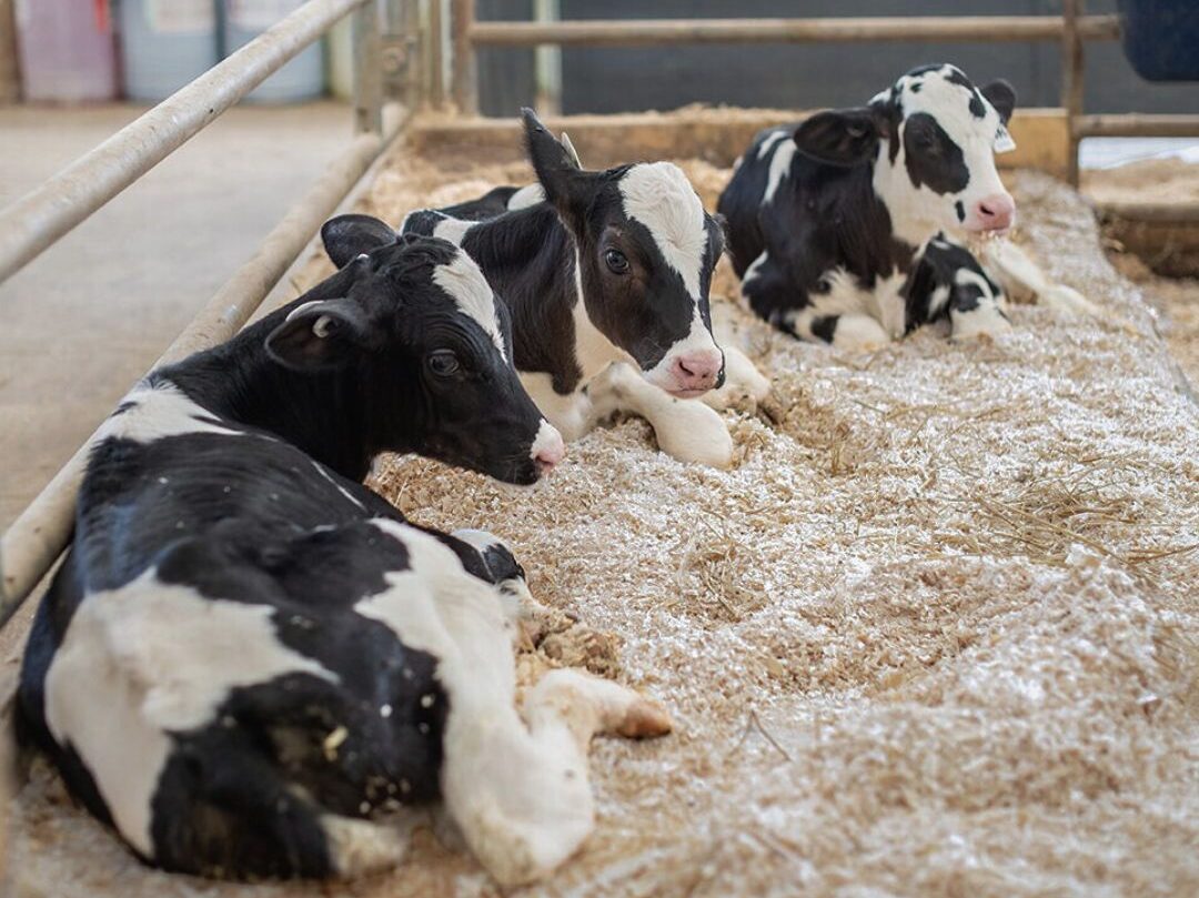 cows-on-animal-bedding-edited-white-aspect-ratio-700-524
